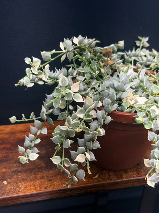 Variegated Dischidia “Million Hearts”