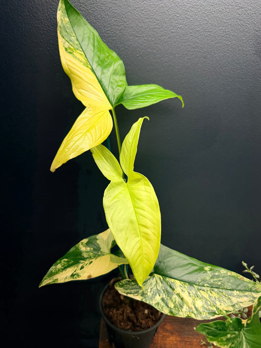 Syngonium Aurea