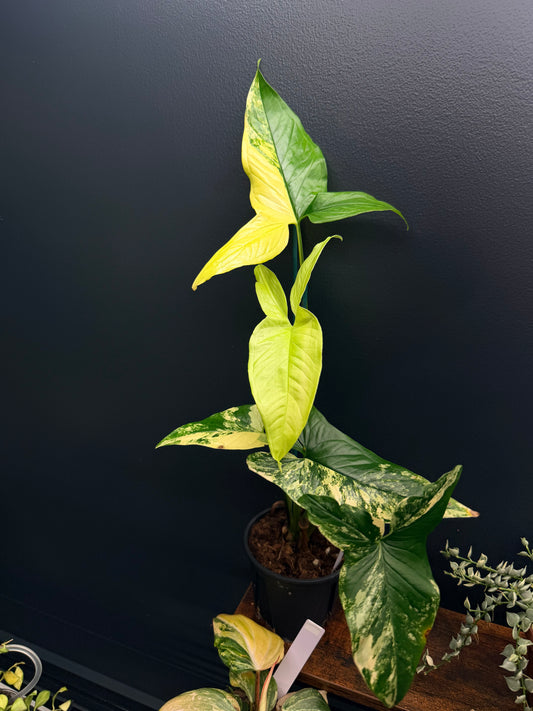 Syngonium Aurea