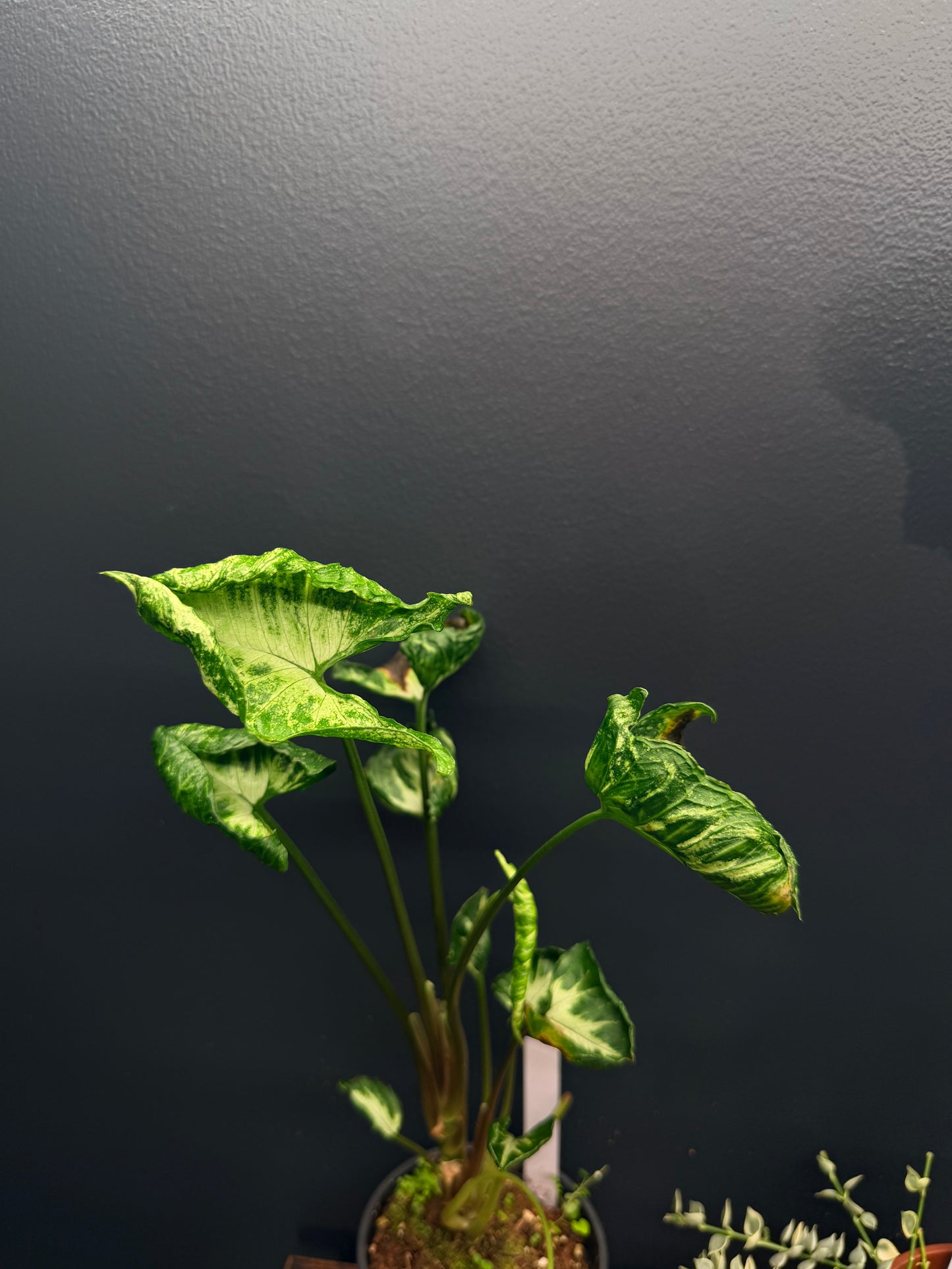 Syngonium Godzilla