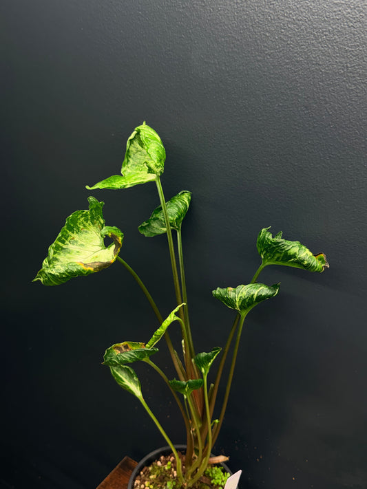 Syngonium Godzilla