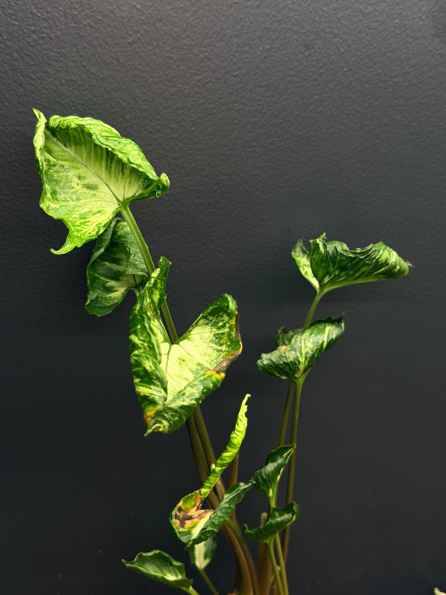 Syngonium Godzilla