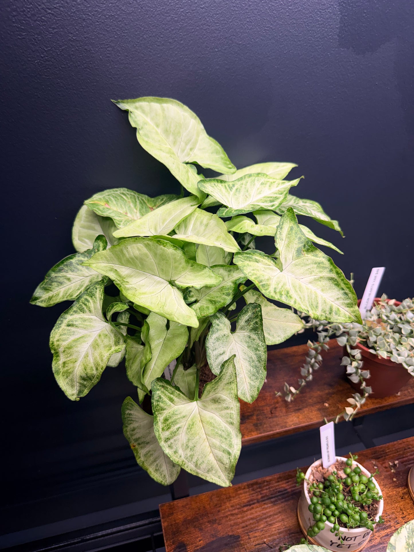 Syngonium White Butterfly