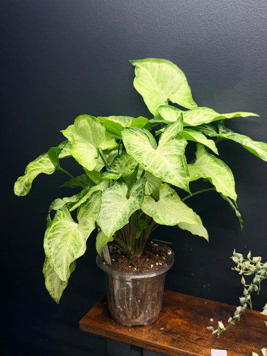 Syngonium White Butterfly