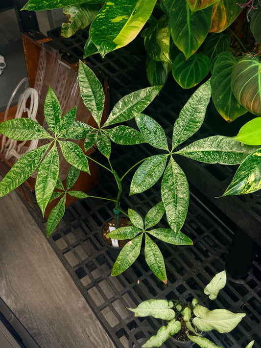 Variegated Money Tree