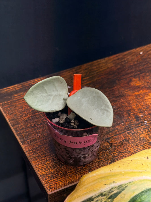 Hoya Grey Fairy Cutting
