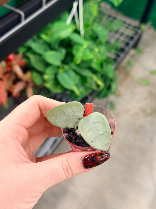 Hoya Grey Fairy Cutting