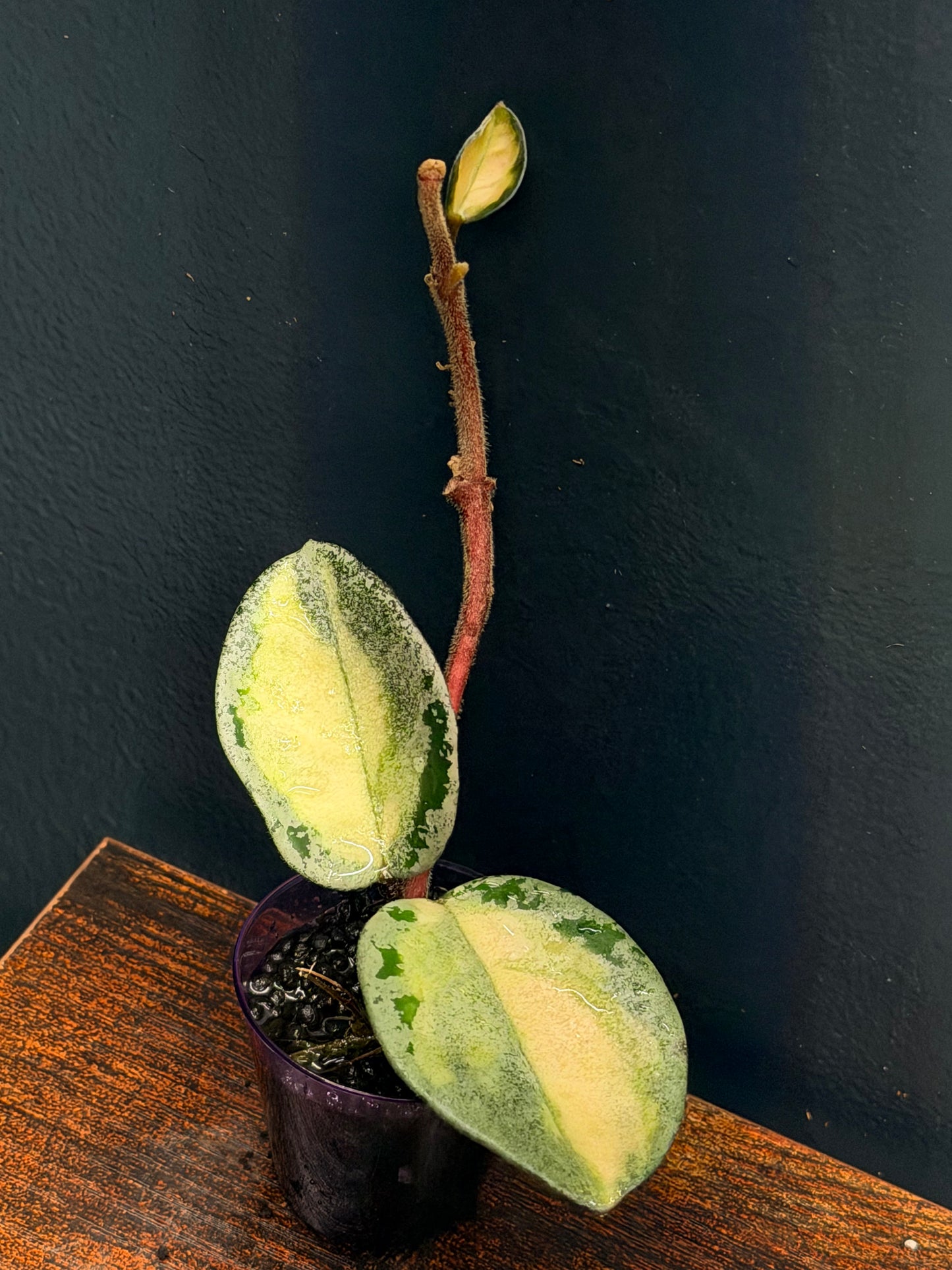 Hoya Argentea Princess