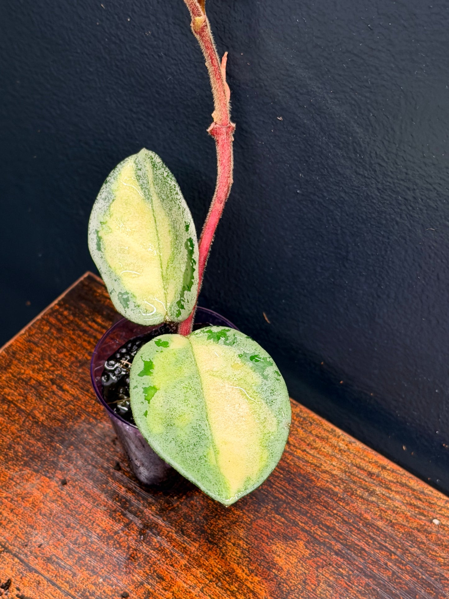 Hoya Argentea Princess