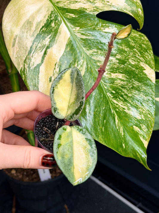 Hoya Argentea Princess