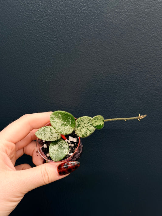 Hoya Mathilde Splash
