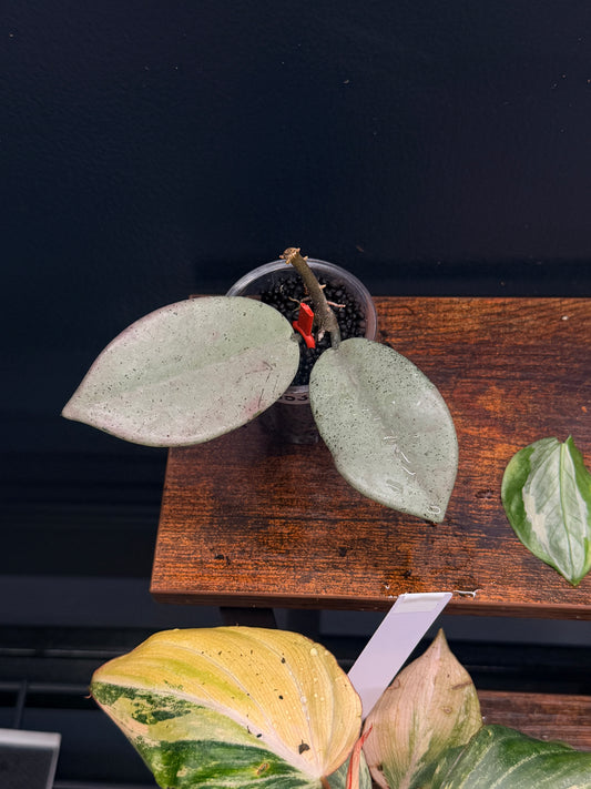 Hoya Wilbur Graves Silver