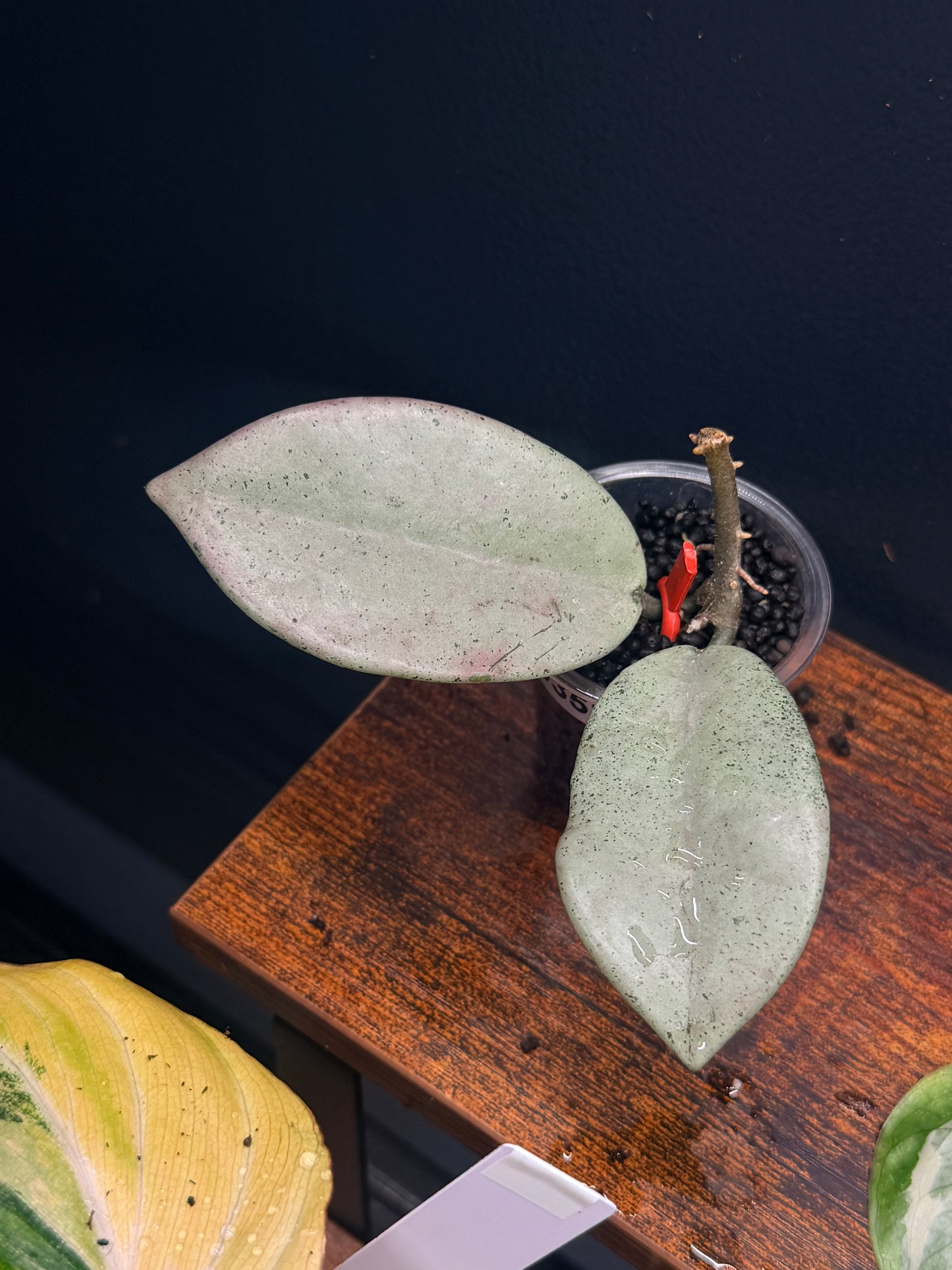 Hoya Wilbur Graves Silver