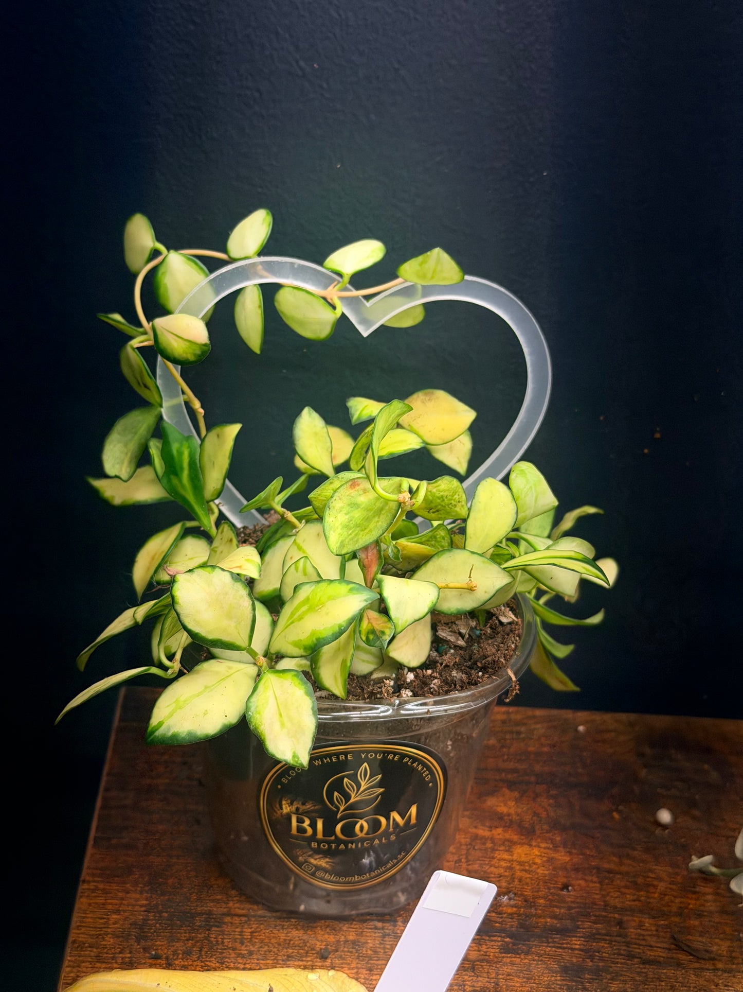 Var Hoya Heuschkeliana