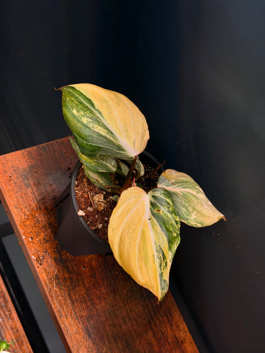 Philodendron Gloriosum Galaxy