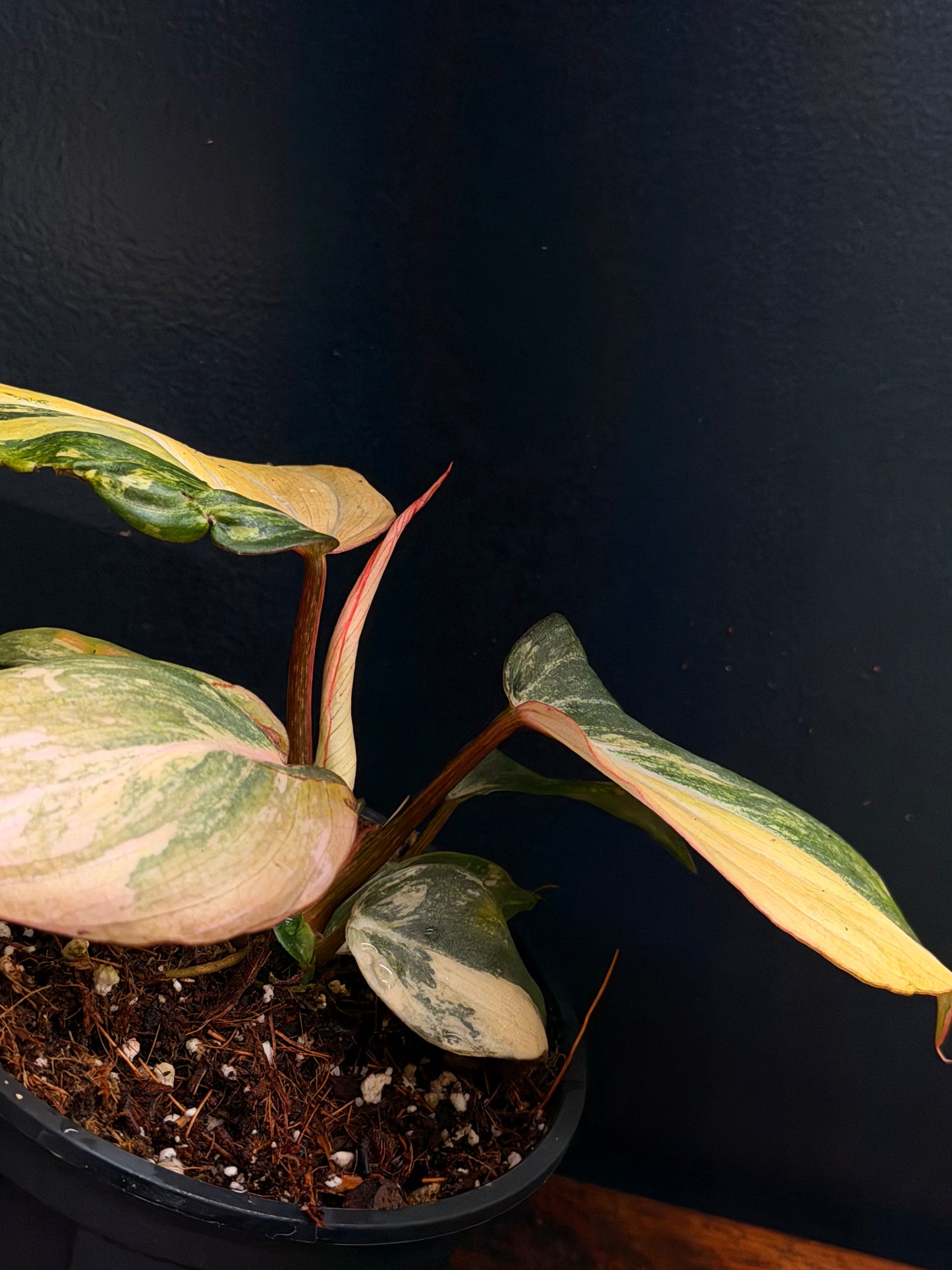 Philodendron Gloriosum Galaxy
