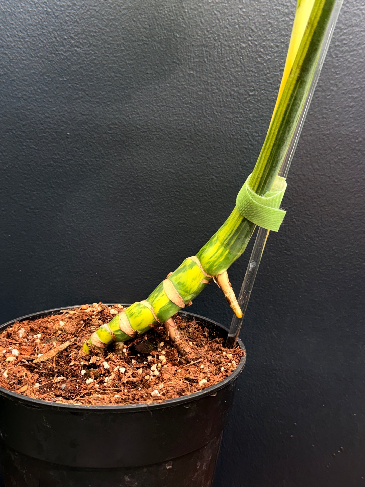 Monstera D. Yellow Marilyn