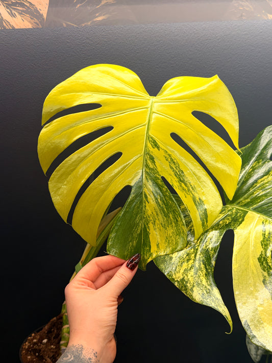 Monstera D. Yellow Marilyn