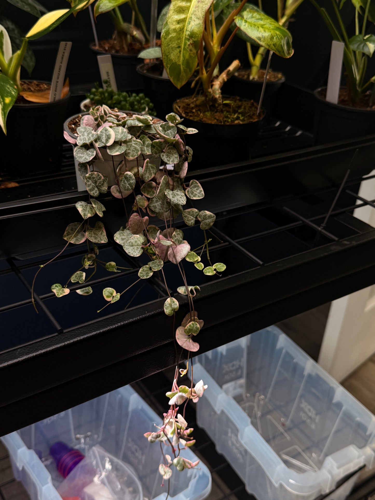 Variegated String of Hearts