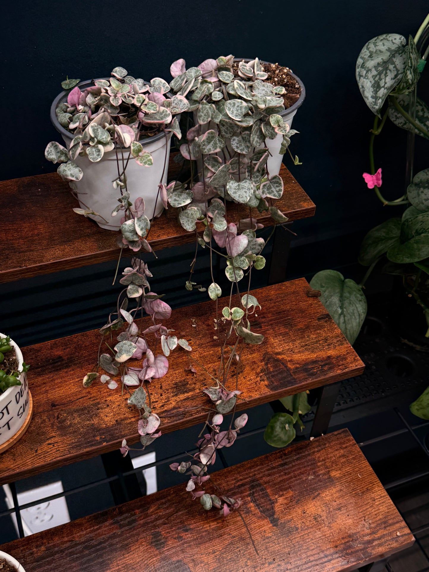 Variegated String of Hearts