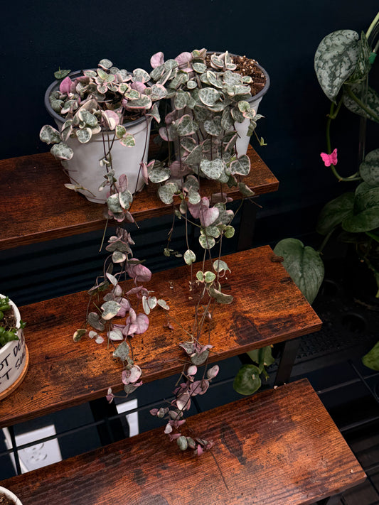 Variegated String of Hearts