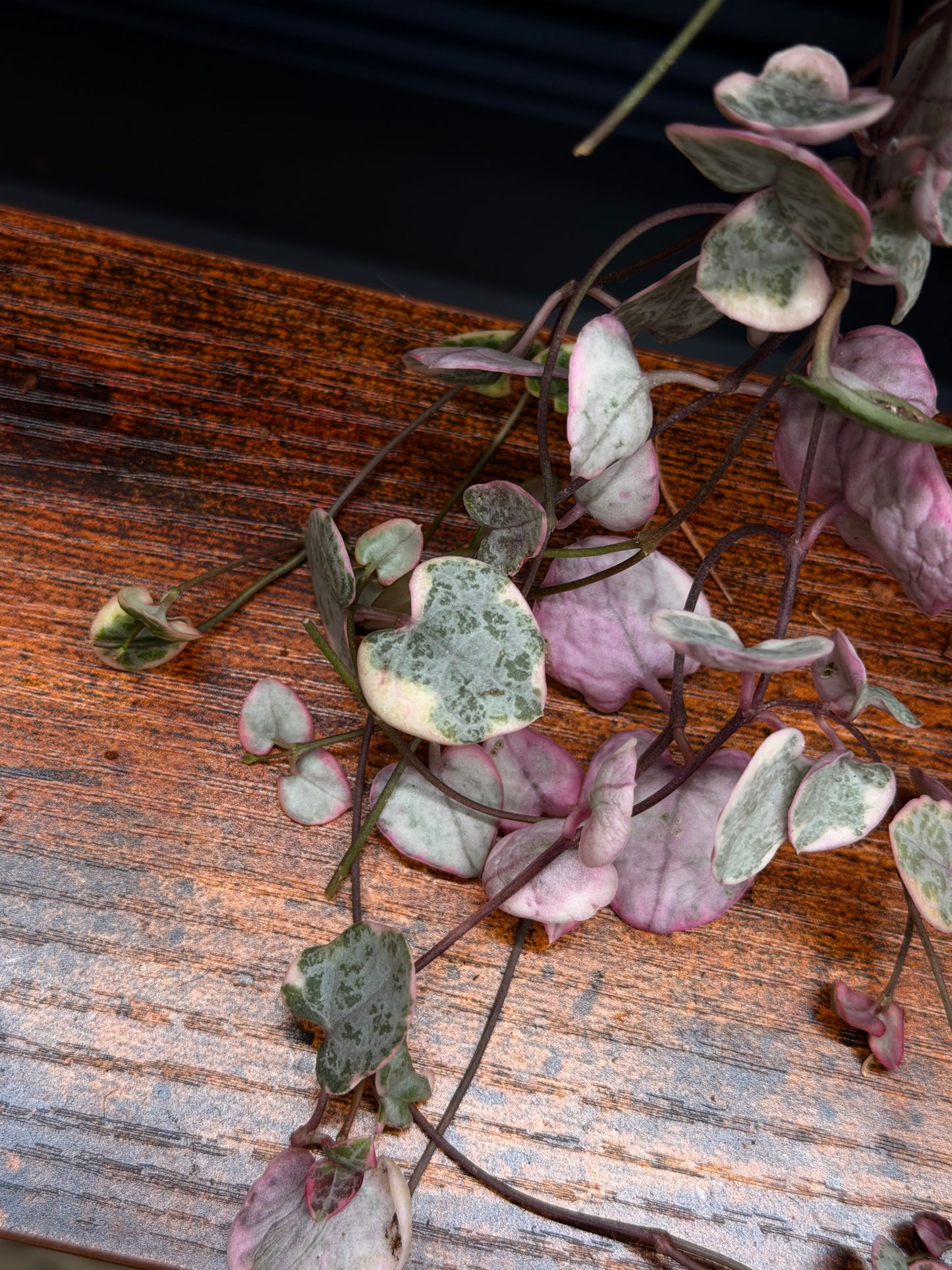 Variegated String of Hearts
