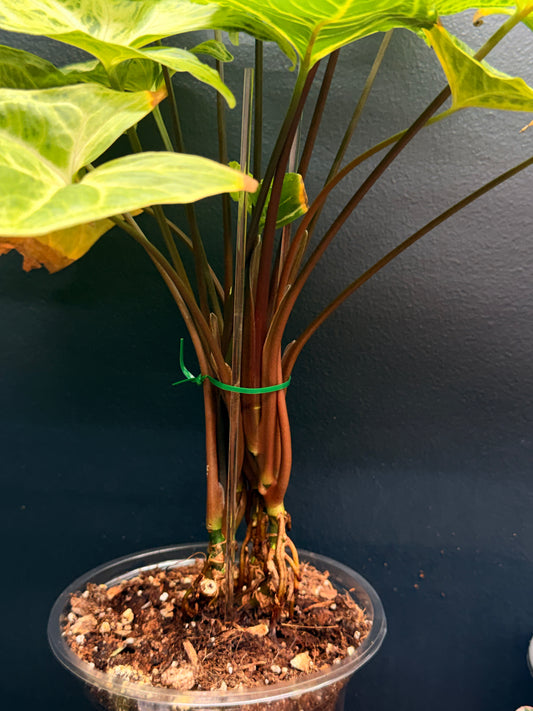 Syngonium Batik