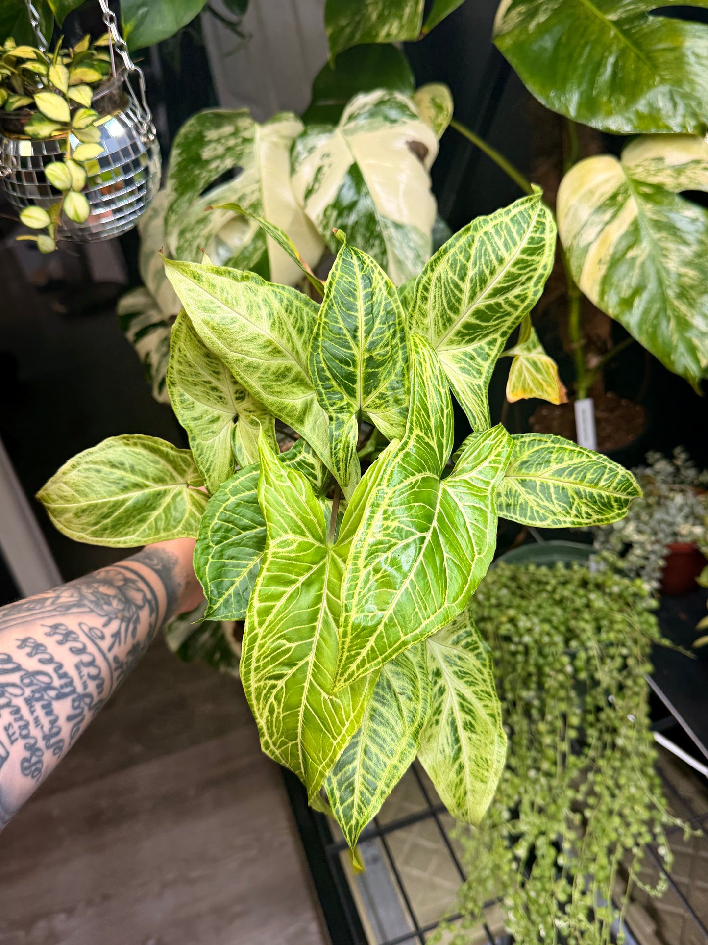 Syngonium Batik