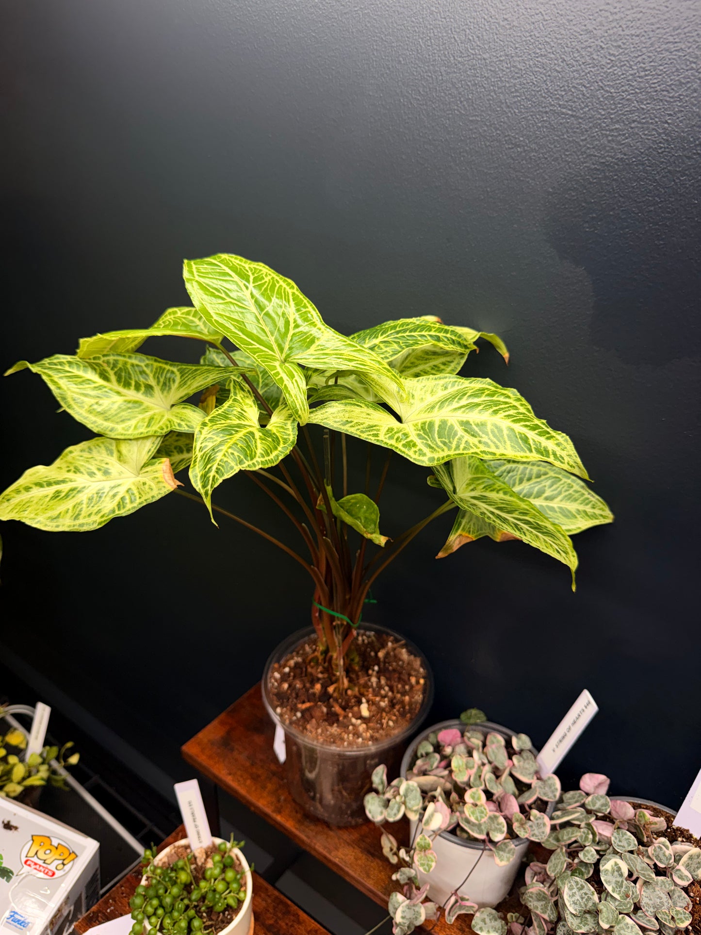 Syngonium Batik