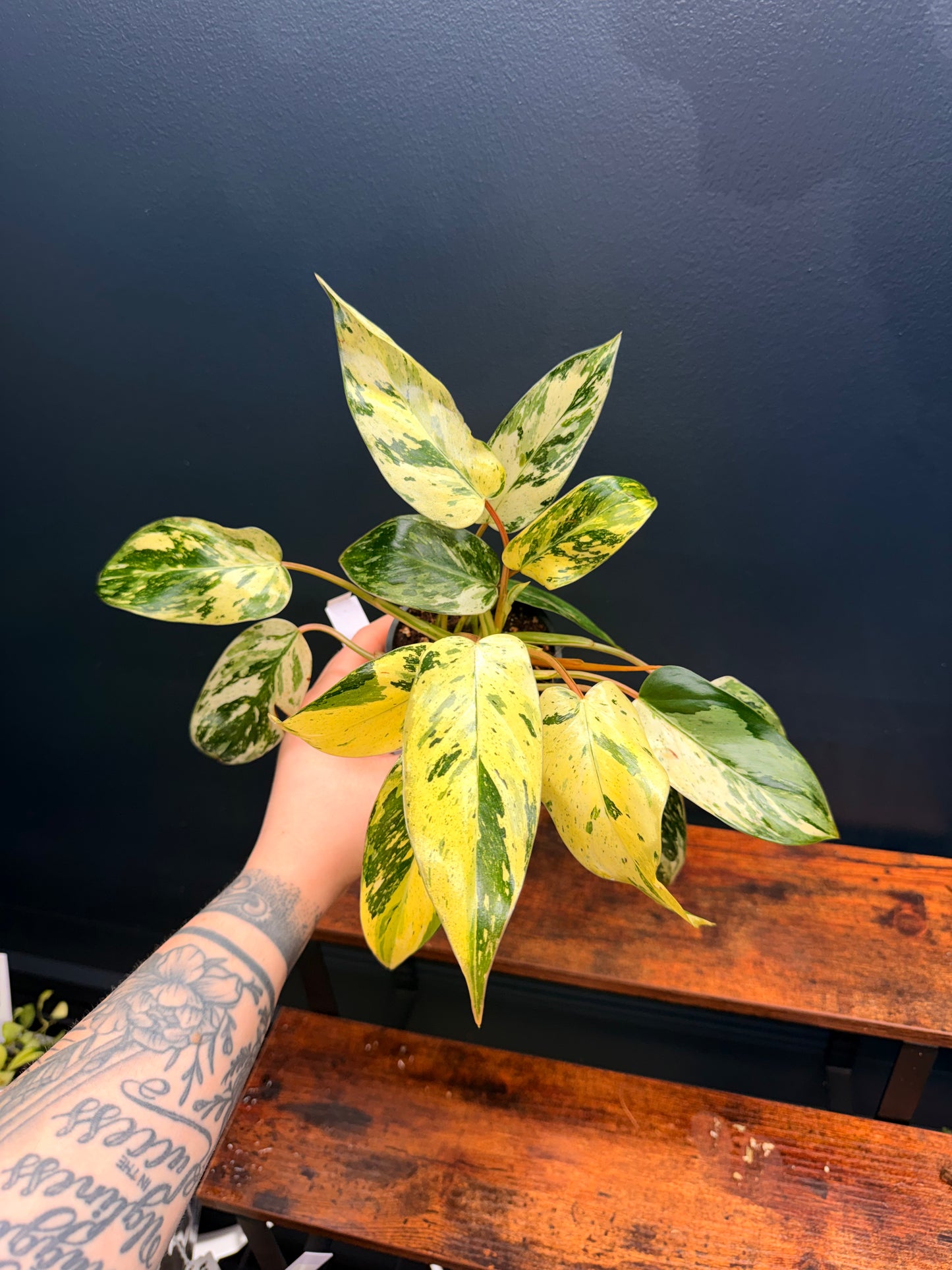 Philodendron Emerald King