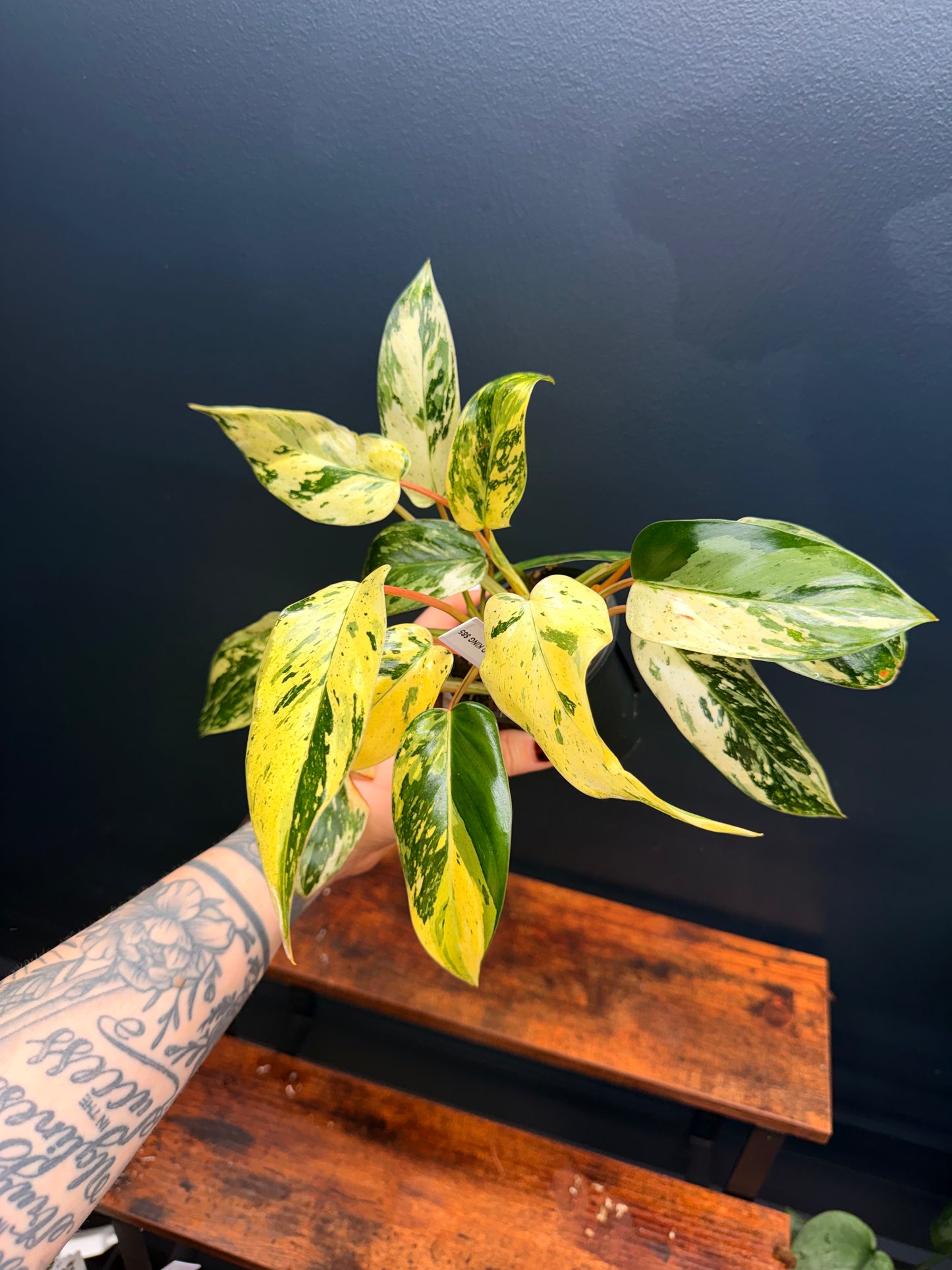 Philodendron Emerald King