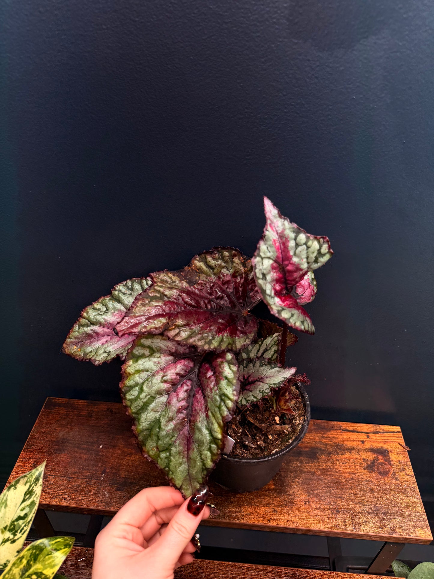 Begonia Rex