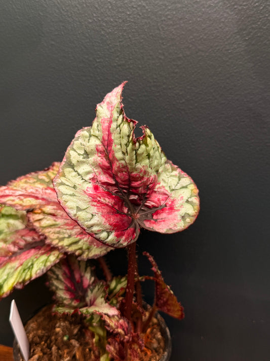 Begonia Rex
