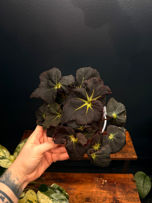 Begonia Rex “Black Mamba”