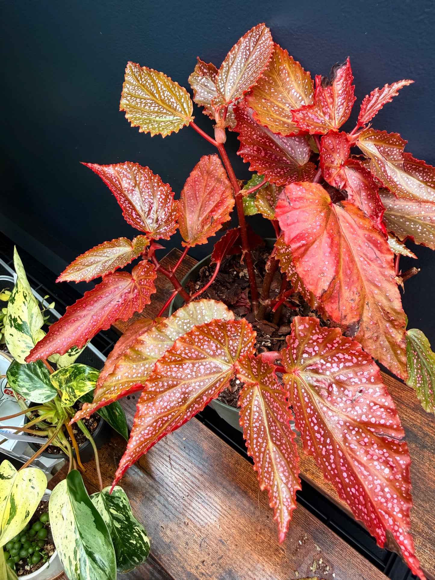 6” Begonia Maculata Pink Spot
