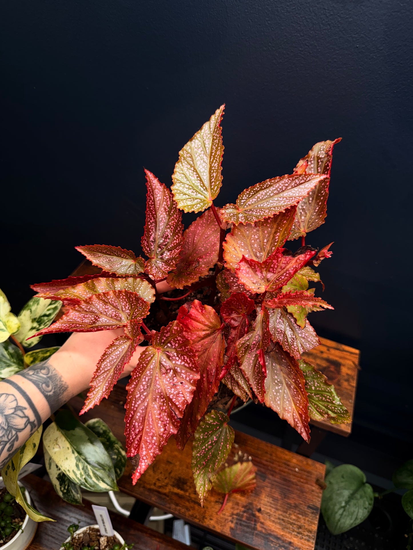 6” Begonia Maculata Pink Spot