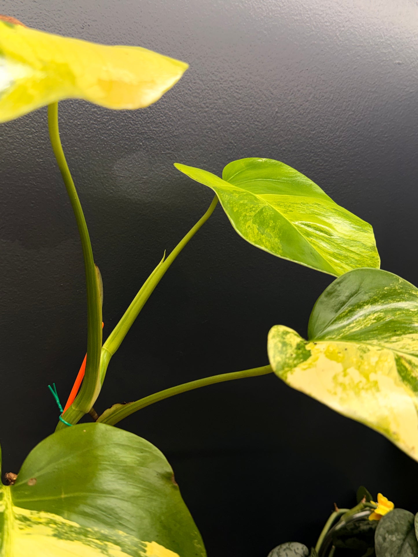 Monstera Borsigiana Aurea