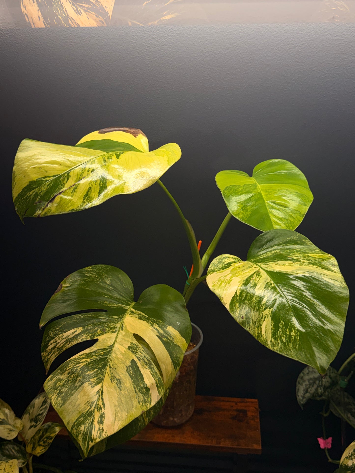 Monstera Borsigiana Aurea