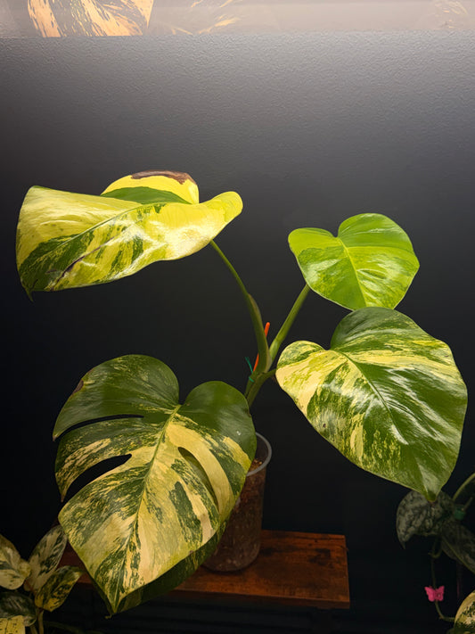 Monstera Borsigiana Aurea