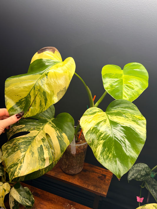 Monstera Borsigiana Aurea