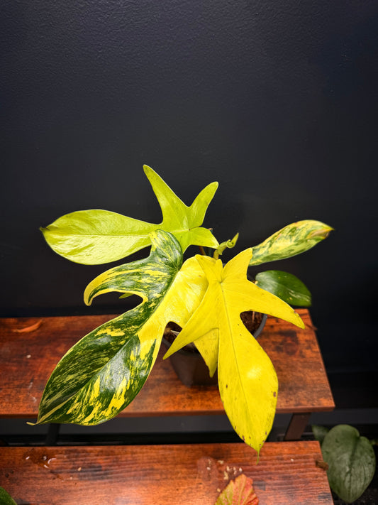 Philodendron Florida Beauty