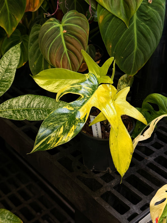 Philodendron Florida Beauty
