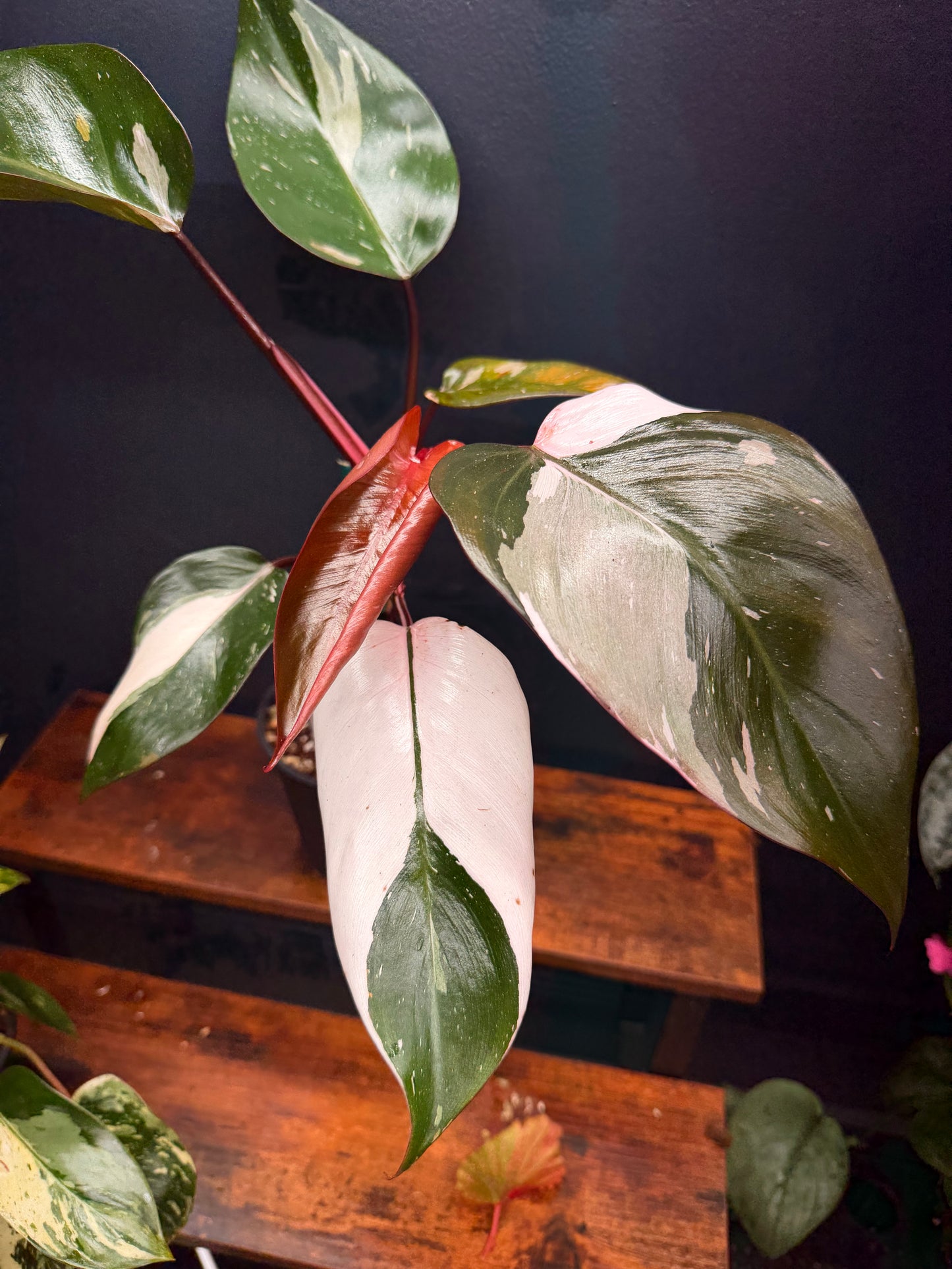 Philodendron Red Anderson
