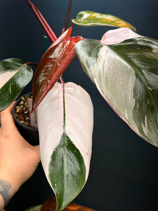 Philodendron Red Anderson
