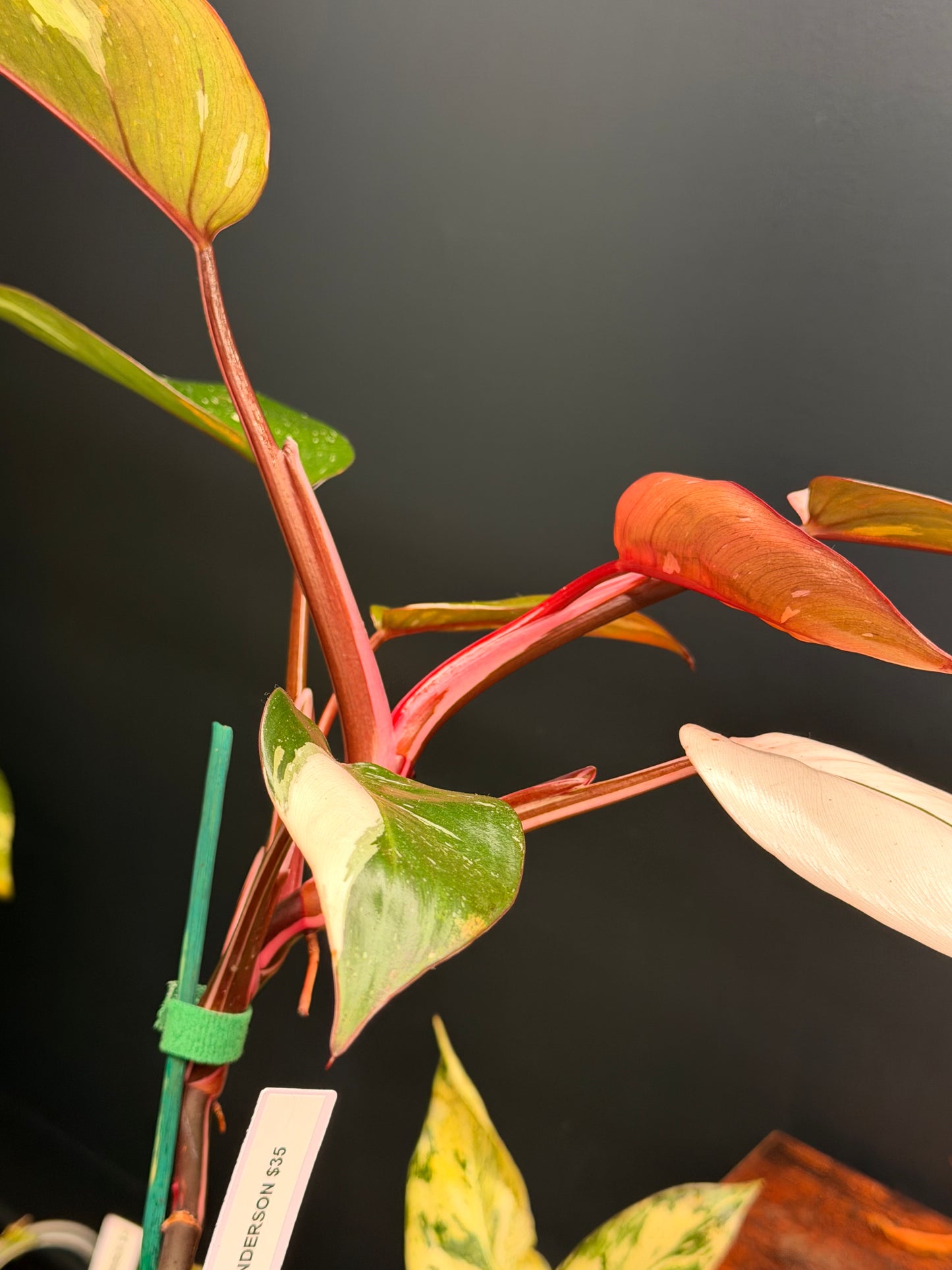 Philodendron Red Anderson