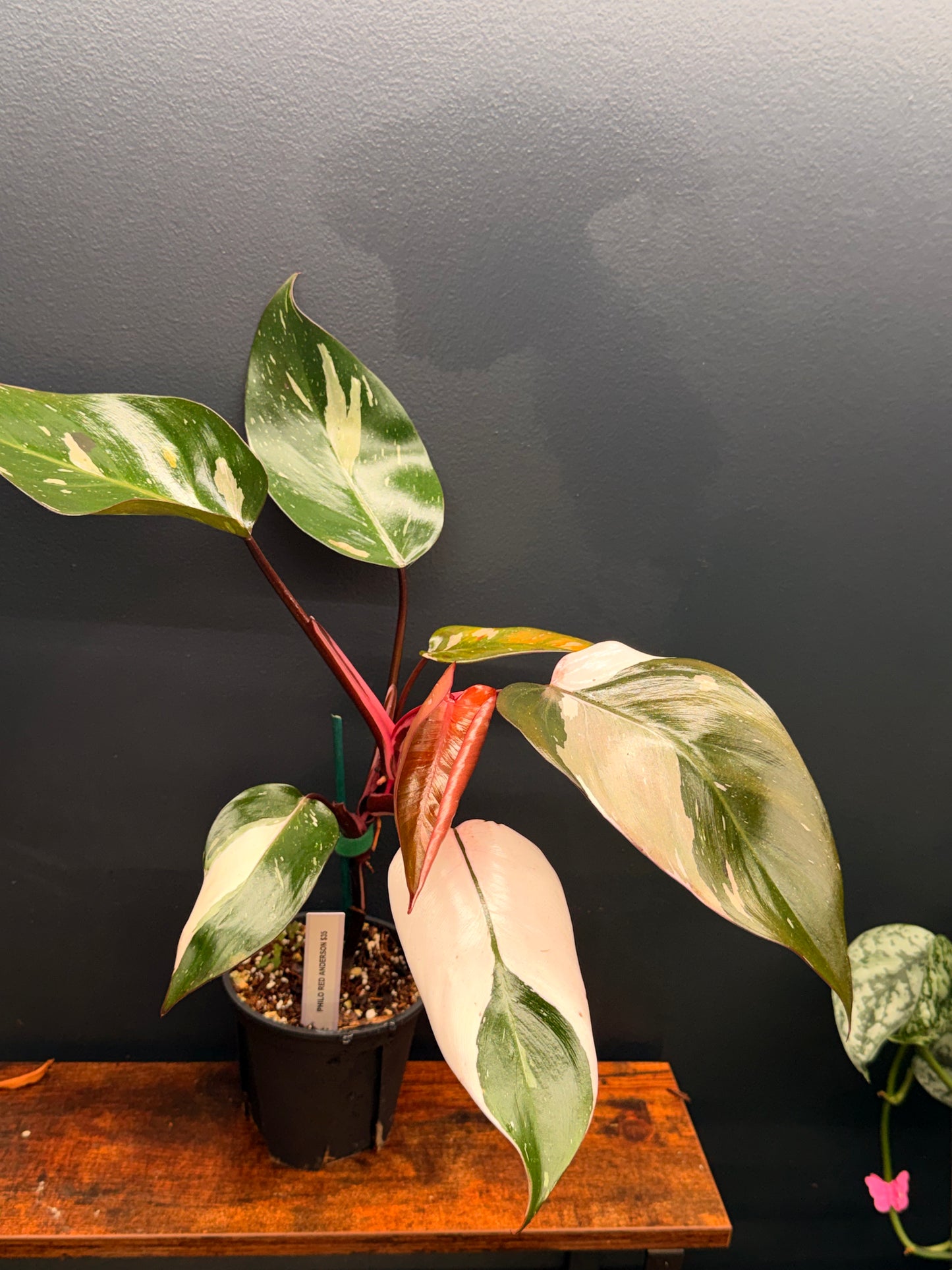 Philodendron Red Anderson