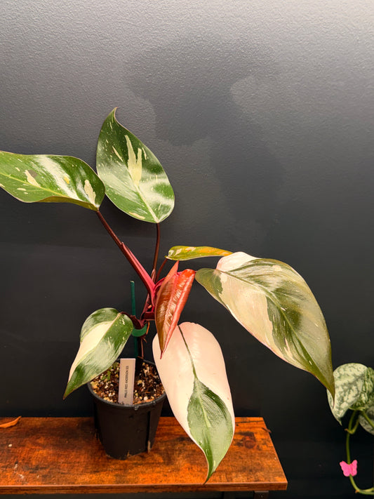 Philodendron Red Anderson