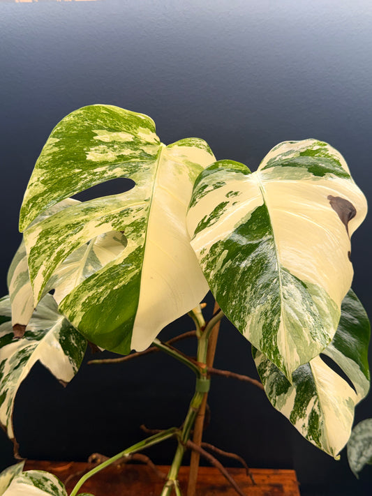 Monstera Borsigiana Albo