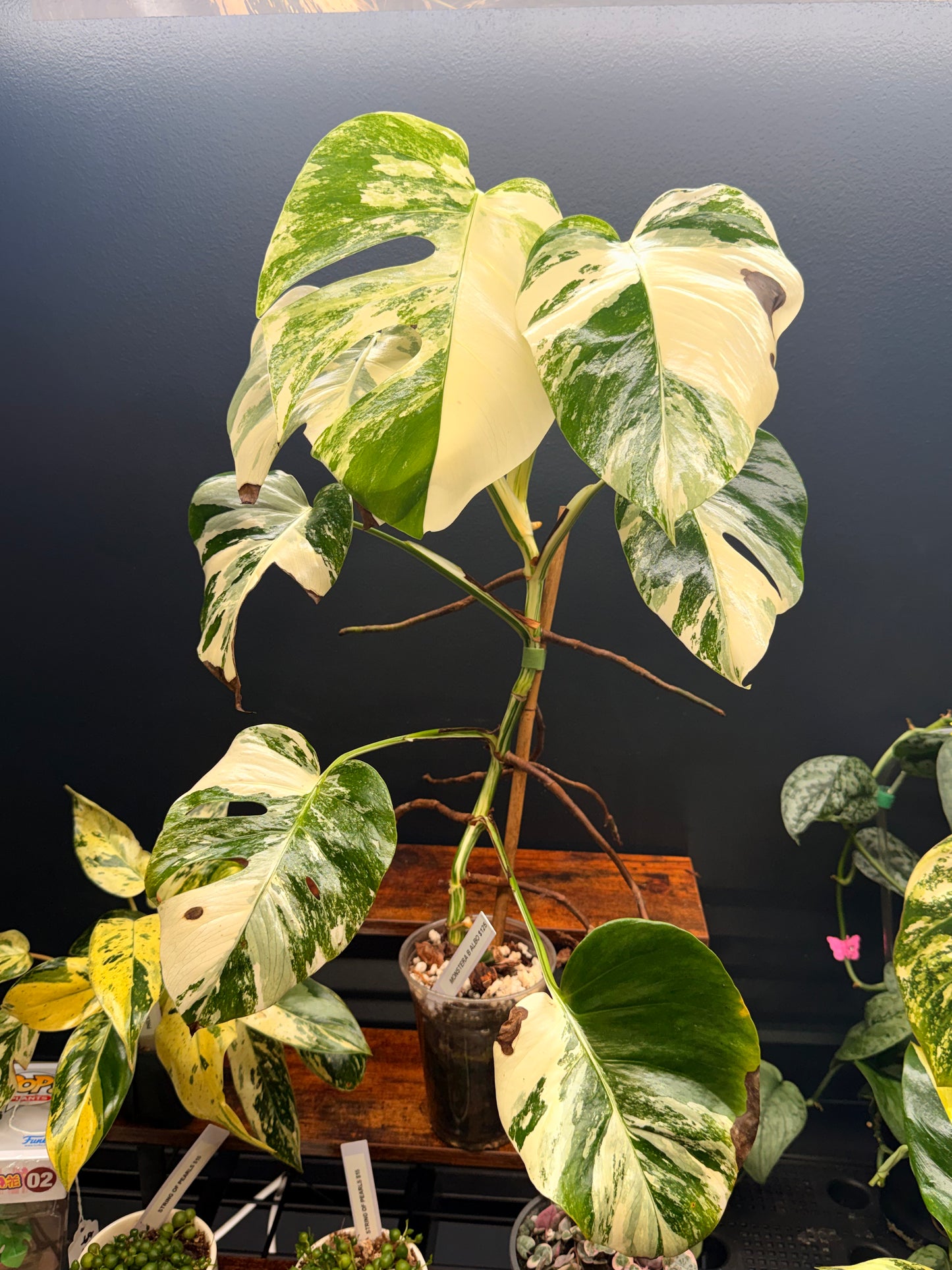 Monstera Borsigiana Albo