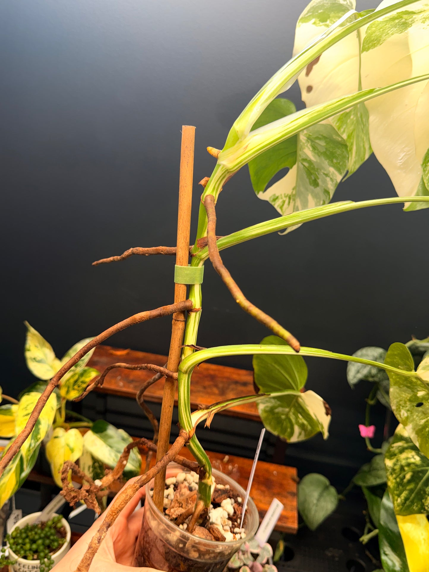 Monstera Borsigiana Albo